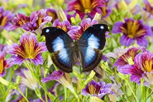 Purple painted tongue flowers with tropical butterfly Napocles jucunda Purple painted tongue flowers with tropical butterfly Napocles jucunda