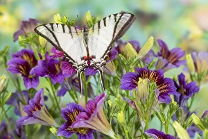 Purple painted tongue flowers and white tropical butterfly Eurytides agesilaus autosilaus Purple painted tongue flowers and white tropical butterfly Eurytides agesilaus autosilaus