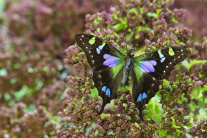 Purple spotted Swallowtail butterfly, Graphium weiski Purple spotted Swallowtail butterfly, Graphium weiski