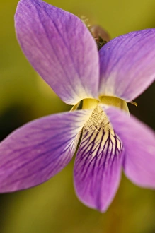 A purple violet at Odirne Point State Park in Rye, New Hampshire A purple violet at Odirne Point State Park in Rye, New Hampshire