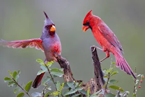 Pyrrhuloxia (Cardinalis sinuatus) and Northern cardinal (Cardinalis cardinalis) Pyrrhuloxia (Cardinalis sinuatus) and Northern cardinal (Cardinalis cardinalis)