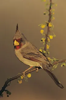 Pyrrhuloxia, Cardinalis sinuatus, male on blooming huisache, Willacy County Pyrrhuloxia, Cardinalis sinuatus, male on blooming huisache, Willacy County