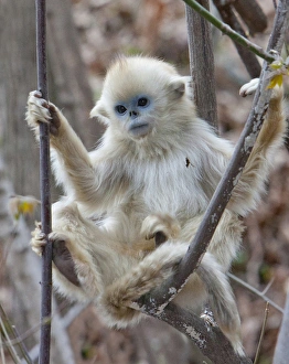 Qinling, China, Golden monkey youngster in tree Qinling, China, Golden monkey youngster in tree
