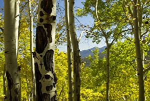 Quaking aspen in full color showing chewing marks from elk and other wildlife Quaking aspen in full color showing chewing marks from elk and other wildlife