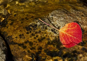 Quaking aspen leaf in fall colors in the south Ponil Creek on Baldy mountain in the Quaking aspen leaf in fall colors in the south Ponil Creek on Baldy mountain in the