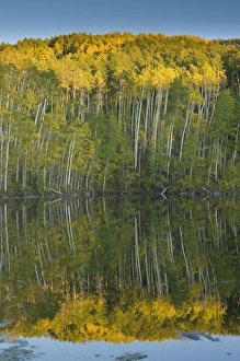 Quaking Aspen Print, Twin Ponds Reflection, Fish Lake National Forest