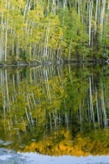 Quaking Aspen Trees Prints: Quaking Aspen (Populus tremuloides) Trees and Reflection, Twin Ponds, FishLake National