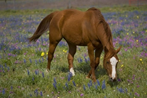 Quarter Horse in field of wildflowers Devine Texas Quarter Horse in field of wildflowers Devine Texas