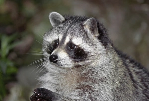 Raccoon, (Procyon lotor) foraging, western Washington, USA Raccoon, (Procyon lotor) foraging, western Washington, USA