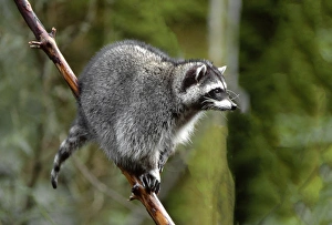 Raccoon (Procyon lotor) in tree, western Washington, USA Raccoon (Procyon lotor) in tree, western Washington, USA
