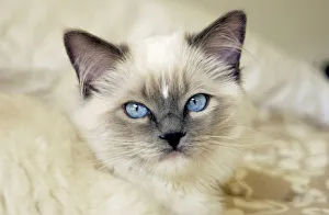 Ragdoll Kitten Prints: Ragdoll kitten