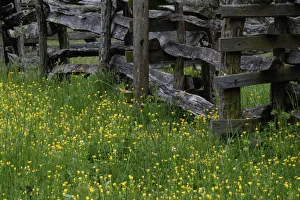 Rail fence and buttercup flowers Pioneer Homestead at Oconoluftee Visitor Center Rail fence and buttercup flowers Pioneer Homestead at Oconoluftee Visitor Center
