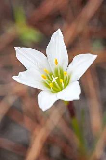 Rain lilies are one of the first flowers to emerge after a forest fire Rain lilies are one of the first flowers to emerge after a forest fire