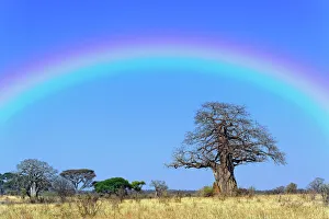 Rainbow and African baobab tree, Adansonia digitata, Tarangire National Park, Tanzania Rainbow and African baobab tree, Adansonia digitata, Tarangire National Park, Tanzania