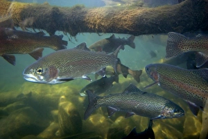 Rainbow trout underwater at the nature center in Boise, Idaho Rainbow trout underwater at the nature center in Boise, Idaho