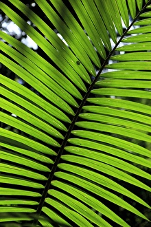 Rainforest leaves form abstract patterns in the rainforest lining the boardwalk connecting Rainforest leaves form abstract patterns in the rainforest lining the boardwalk connecting