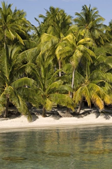 Rangiroa, Tuamotu Archipelago, French Polynesia Rangiroa, Tuamotu Archipelago, French Polynesia