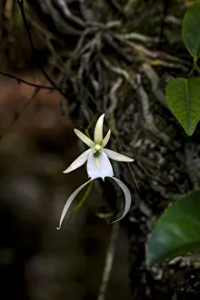 A rare Ghost orchid grows only in swamps in south Florida A rare Ghost orchid grows only in swamps in south Florida