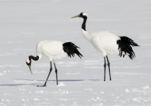 Rare red-crowned crane of Northern Island of Hokkaido, Japan Rare red-crowned crane of Northern Island of Hokkaido, Japan
