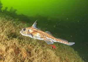 Ratfish (Hydrolagus colliei), Foggy Bay, South East Alaska, Inside Passage Ratfish (Hydrolagus colliei), Foggy Bay, South East Alaska, Inside Passage