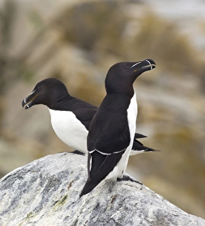 Machias Seal Island Prints: Razorbills