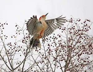 Red-bellied woodpecker leaving hackberry bush Red-bellied woodpecker leaving hackberry bush