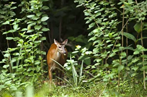 Red Brocket Deer (Mazama americana) Atta Lodge Iwokrama Forest Reserve Red Brocket Deer (Mazama americana) Atta Lodge Iwokrama Forest Reserve