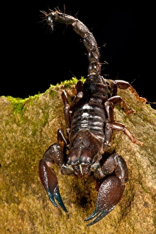 Red Claw Emperor Scorpion, Pandinus cavimanus, Native to Africa Red Claw Emperor Scorpion, Pandinus cavimanus, Native to Africa