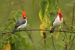 Red-Crested Cardinal Red-Crested Cardinal