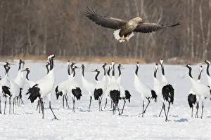 Red Crowned Crane of northern Island of Hokkaido and White-Tailed Eagle flying with fish Red Crowned Crane of northern Island of Hokkaido and White-Tailed Eagle flying with fish