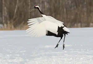 Red Crowned Crane of northern Island of Hokkaido, Japan Red Crowned Crane of northern Island of Hokkaido, Japan
