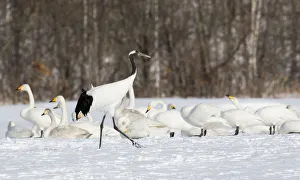 Red Crowned Crane and Whooper Swans on the northern Island of Hokkaido, Japan Red Crowned Crane and Whooper Swans on the northern Island of Hokkaido, Japan