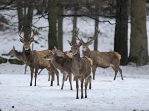 Red deer (Cervus elaphus) during winter. Bavarian Forest National Park. Germany, Bavaria Red deer (Cervus elaphus) during winter. Bavarian Forest National Park. Germany, Bavaria