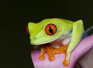 Red-eyed tree frog, Agalychnis callidryas, captive, controlled conditions Red-eyed tree frog, Agalychnis callidryas, captive, controlled conditions