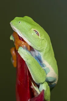Red-eyed tree frog showing extra eyelid, Agalychnis callidryas, captive, controlled Red-eyed tree frog showing extra eyelid, Agalychnis callidryas, captive, controlled