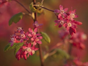 Red-flowering currant on shore of Puget Sound, Fort Worden State Park, Port Townsend, WA Red-flowering currant on shore of Puget Sound, Fort Worden State Park, Port Townsend, WA
