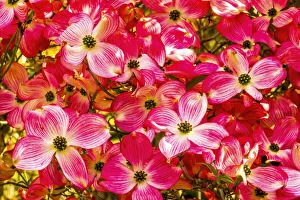 Red flowering dogwood tree blooming. Native to North America Red flowering dogwood tree blooming. Native to North America