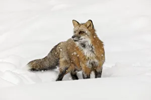 Red fox in fresh winter snow, Vulpes vulpes, controlled situation, Montana Red fox in fresh winter snow, Vulpes vulpes, controlled situation, Montana