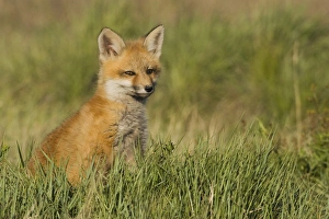 National Wildlife Refuge Prints: Red Fox Kit