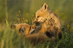 Vulpes Vulpes Young Prints: Red Fox Kits