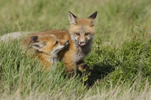 Vulpes Vulpes Young Prints: Red Fox Kits Playing