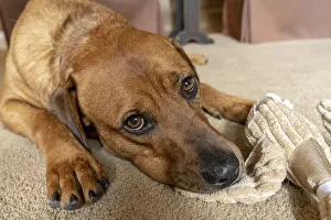 Red Fox (or Fox red) Labrador reclining on the floor, chewing his stuffed duck toy. (PR) Red Fox (or Fox red) Labrador reclining on the floor, chewing his stuffed duck toy. (PR)