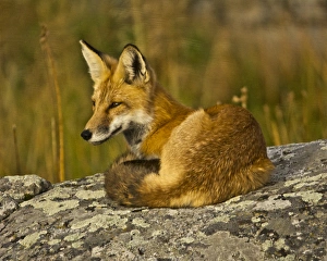 Red Fox, resting, rock, Lamar Valley, Yellowstone National Park, Wyoming, USA Red Fox, resting, rock, Lamar Valley, Yellowstone National Park, Wyoming, USA