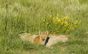 Red Fox (Vulpes Fulva) Kit at den near Saratoga, Wyoming Red Fox (Vulpes Fulva) Kit at den near Saratoga, Wyoming