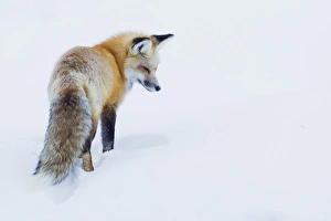 Danita Delimont Wildlife Images Prints: Red Fox in Winter