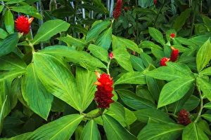 Red ginger at Hawaii Tropical Botanical Garden, Hamakua Coast, Big Island, Hawaii, USA Red ginger at Hawaii Tropical Botanical Garden, Hamakua Coast, Big Island, Hawaii, USA