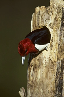 Red-headed Woodpecker (Melanerpes erythrocephalus) exiting nest cavity, Illinois Red-headed Woodpecker (Melanerpes erythrocephalus) exiting nest cavity, Illinois