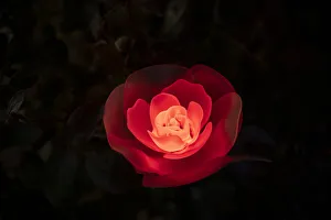 A red illuminated rose at night in a flower garden in Japan A red illuminated rose at night in a flower garden in Japan