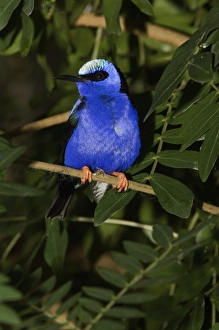 Red Legged Honeycreeper, Cyanerpes cyaneu, Captive, Florida Red Legged Honeycreeper, Cyanerpes cyaneu, Captive, Florida