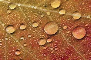 Red maple leaf in autumn on forest floor with raindrops, Upper Peninsula of Michigan Red maple leaf in autumn on forest floor with raindrops, Upper Peninsula of Michigan